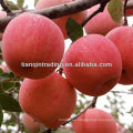 Manzana fuji de marca